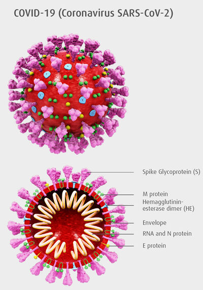 COVID-19 (Coronavirus SARS-CoV-2)*